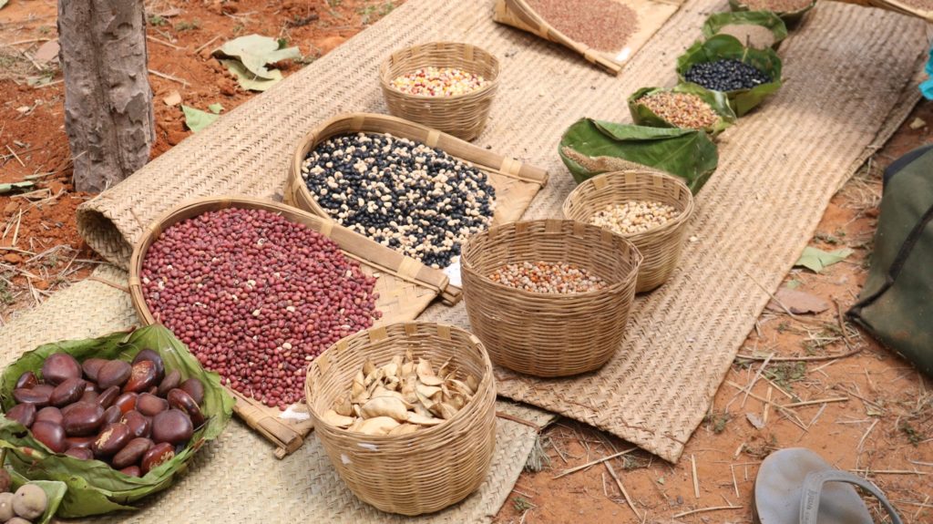 20 varieties of traditional seeds